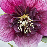 Морозник Anemone Red White Edge (Анемона червона з білим краєм), фото 3