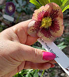 Морозник Peach spotted (Персик плямистий), фото 2