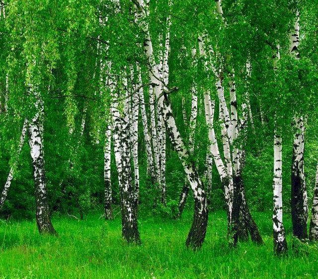 Кромка береза на складі в Києві 