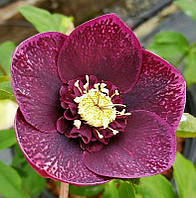 Морозник  Anemone purple-red (Анемона пурпурно-червона)