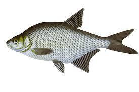 Ароматизатор Риба (Лящ) харчовий рідкий водорозчинний ідентичний натуральному