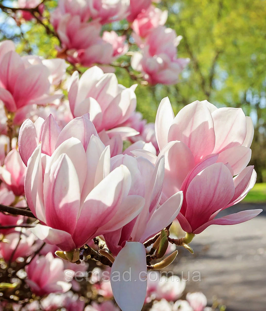 Магнолія гібридна Ред Лаки \ Magnolia 'Red Lucky' (саджанці 3 рок 100-120см )