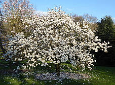 Магнолія гібридна Манчу Фан \ Magnolia Manchu Fan (саджанці 3 роки 100-120см ), фото 4
