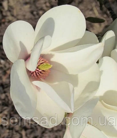 Магнолія гібридна Манчу Фан \ Magnolia Manchu Fan (саджанці 3 роки 100-120см )