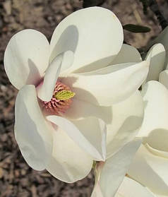 Магнолія гібридна Манчу Фан \ Magnolia Manchu Fan (саджанці 3 роки 100-120см )