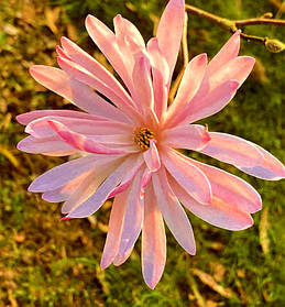 Магнолія зірчаста Розеа \ Magnolia Stellata Rosea ( саджанці 3 роки 100-120см )