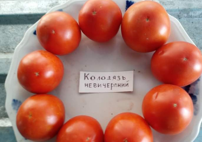 Насіння томату Колодязь Невичерпний 100 штук