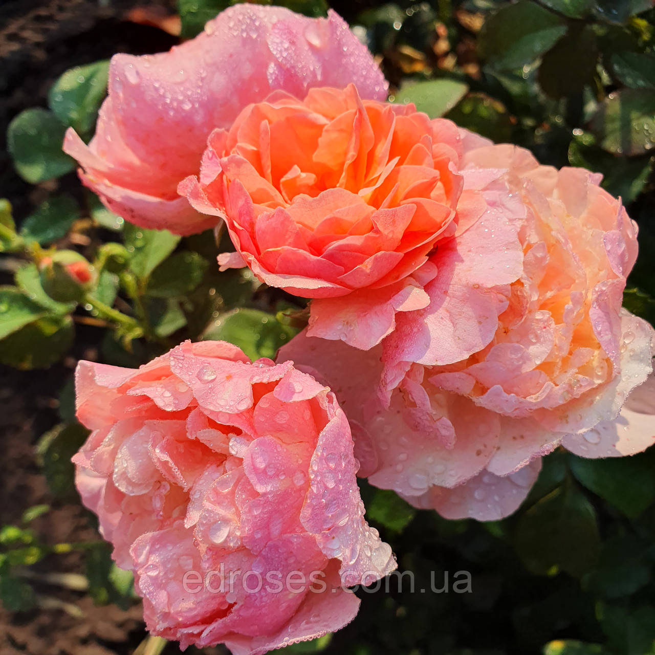 Каоліказалі ( Kaolikazali), фото 1