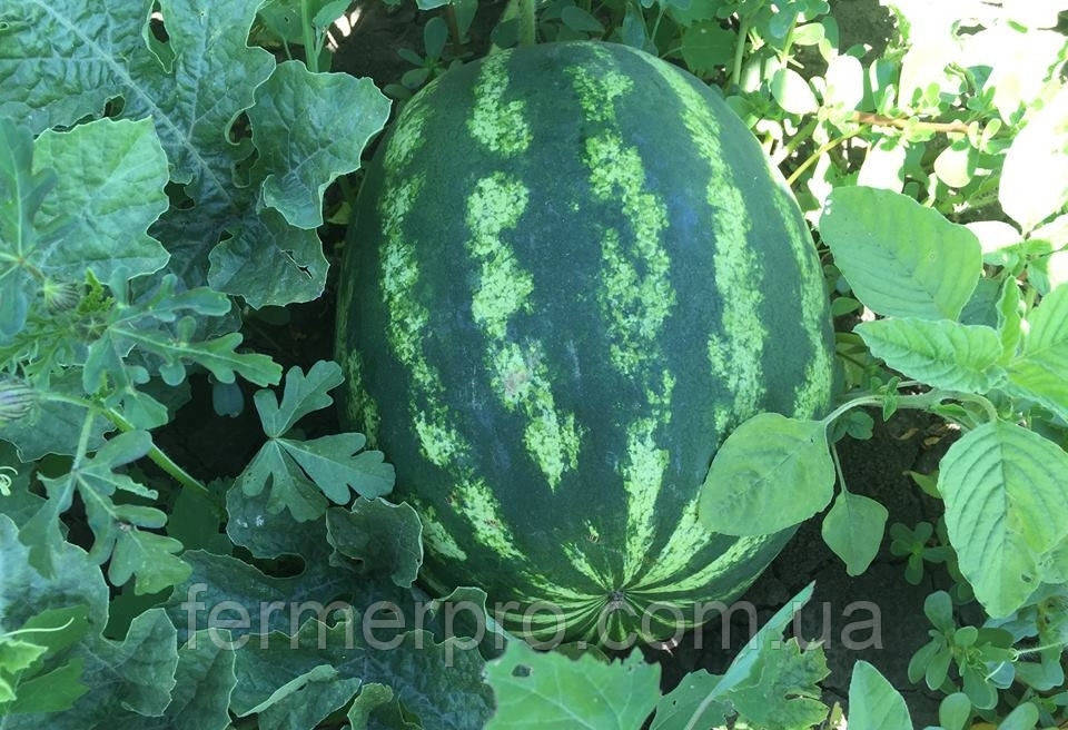 Насіння кавуна Місон F1 (Емір F1) 1000 насіння Yuksel Seeds, фото 1