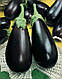 Насіння баклажана Везир F1 500 насіння Yuksel Seeds, фото 2