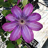 Клематис Haru-Ichiban (Хару Ічібан), фото 2