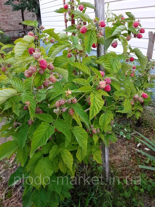 Малинове дерево "Скарб" (чудові смакові властивості), фото 1
