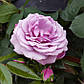 Лавандер Флауер Циркус (Lavender Flower Circus ,Lavender Veranda), фото 6