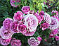 Лавандер Флауер Циркус (Lavender Flower Circus ,Lavender Veranda), фото 9