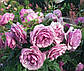 Лавандер Флауер Циркус (Lavender Flower Circus ,Lavender Veranda), фото 10