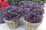 Базилік Purple Ball 10 шт насіння Hem Genetics, Голландія, фото 3