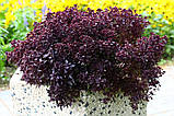 Базилік Purple Ball 10 шт насіння Hem Genetics, Голландія, фото 4