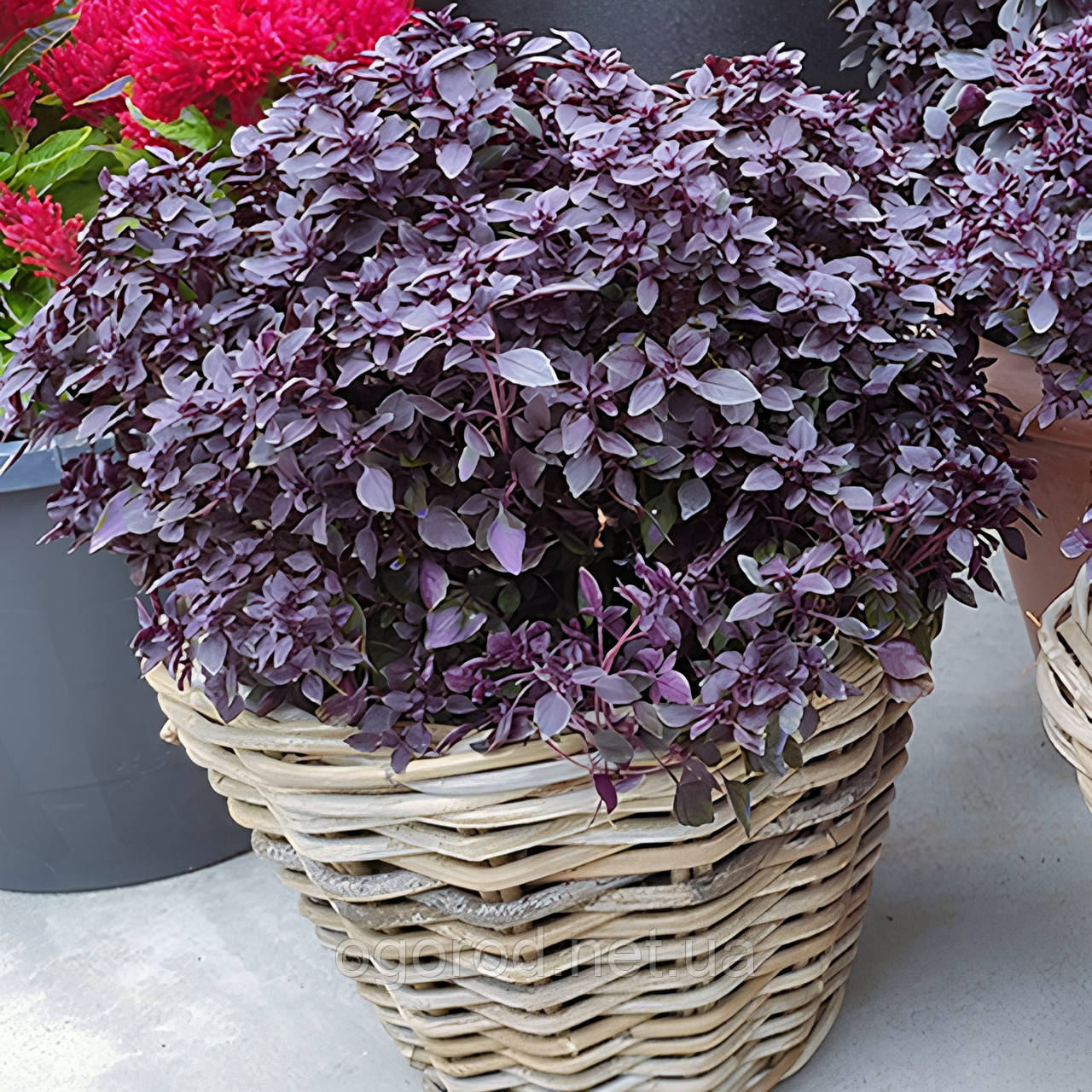 Базилік Purple Ball 10 шт насіння Hem Genetics, Голландія