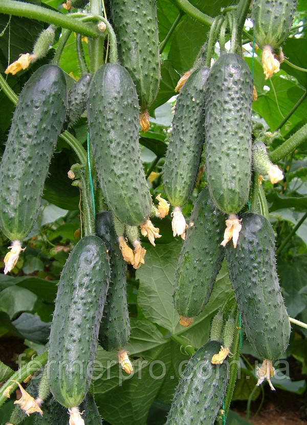 Насіння огірка Капприкорн F1 250 насіння Yuksel Seeds