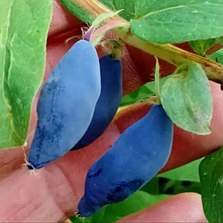 Жимолость 2-річна "Блю Треже" (середній термін дозрівання, високоврожайний, ароматний сорт)