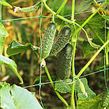 Сітка шпалерна Intermas садова для рослин та овочів захисна комірки 15х17 см рулон 1.7х500 м Зелений, фото 3