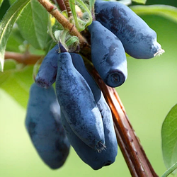 Жимолость "Німфа" 2-х річна (промисловий сорт, середньостигла )