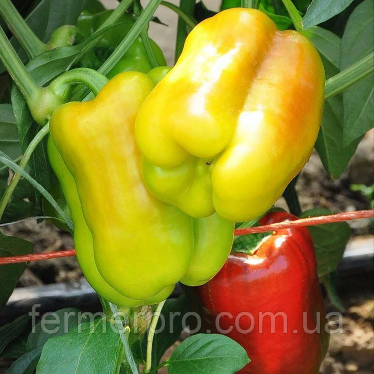 Насіння перцю Collen F1 500 насіння Yuksel seeds