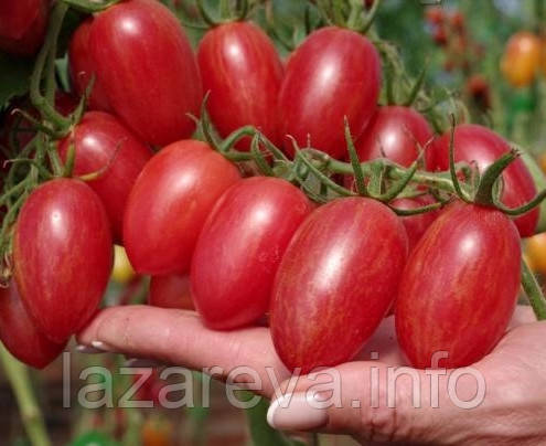 Насіння томату Пікнік F1 500 шт, фото 1