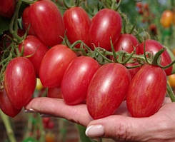 Насіння томату Пікнік F1 500 шт