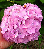 Гортензія крупнолиста Нескінченне Літо