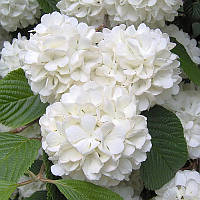 Гортензія крупнолиста Сноуболл ЗКС
