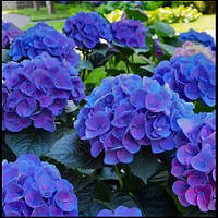 Гортензія крупнолиста Джип Блу