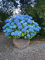 Гортензія крупнолиста Ерлі Блю ЗКС