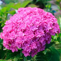 Гортензія великолиста You&Me Together (Твудзе)