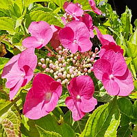 Гортензія великолиста "Роткелхен" (Rotkehlchen)