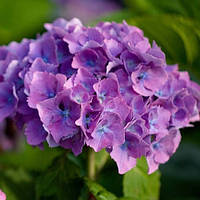 Гортензія великолиста "Hamburg"