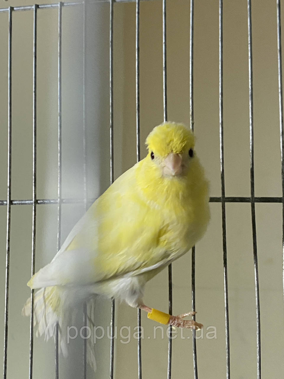 Канарейка (самка), фото 1