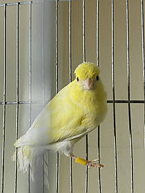 Канарейка (самка)
