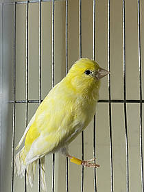 Ккнар, що співає