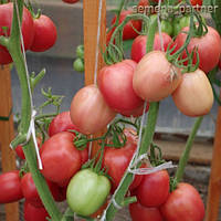 Насіння томату Сіндбад F1 10 шт