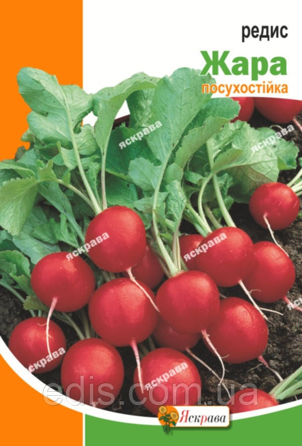 Редис Жара 20 г, насіння Яскрава