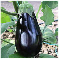 Вирощування баклажана з насіння