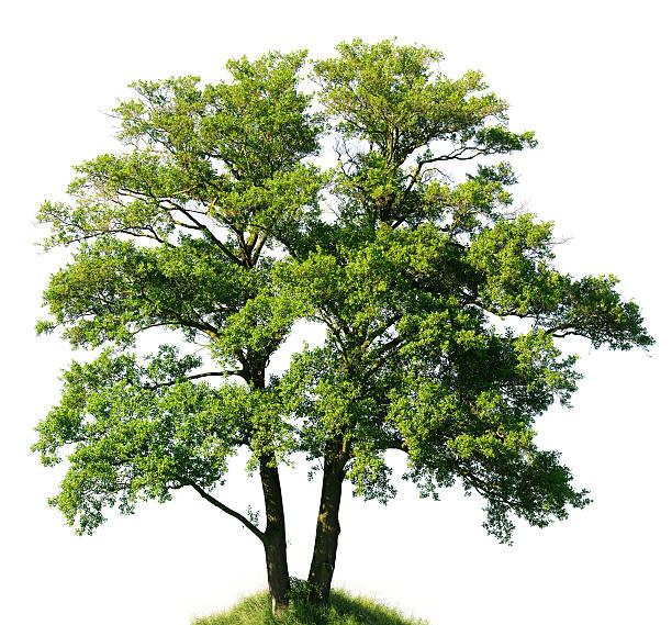 Так виглядає вільха меблева кромка купити Дніпро