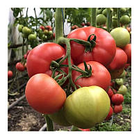 Томат Пінк Хіт F1 Leda Agro (5шт.)