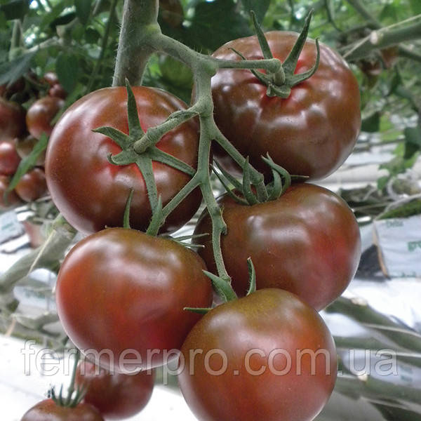 Насіння томату Сашер F1 100 насіння Yuksel seeds
