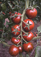 Насіння томата Тайгер F1 100 насіння Yuksel seeds