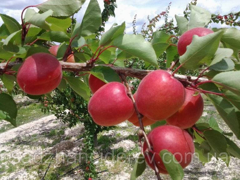 Саджанці абрикоса Рубиста
