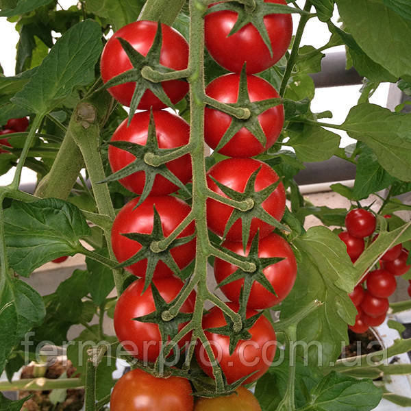 Насіння томату Аромо F1 100 насіння Yuksel seeds