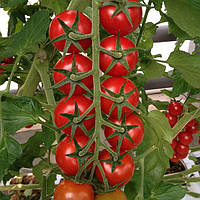 Насіння томату Аромо F1 100 насіння Yuksel seeds