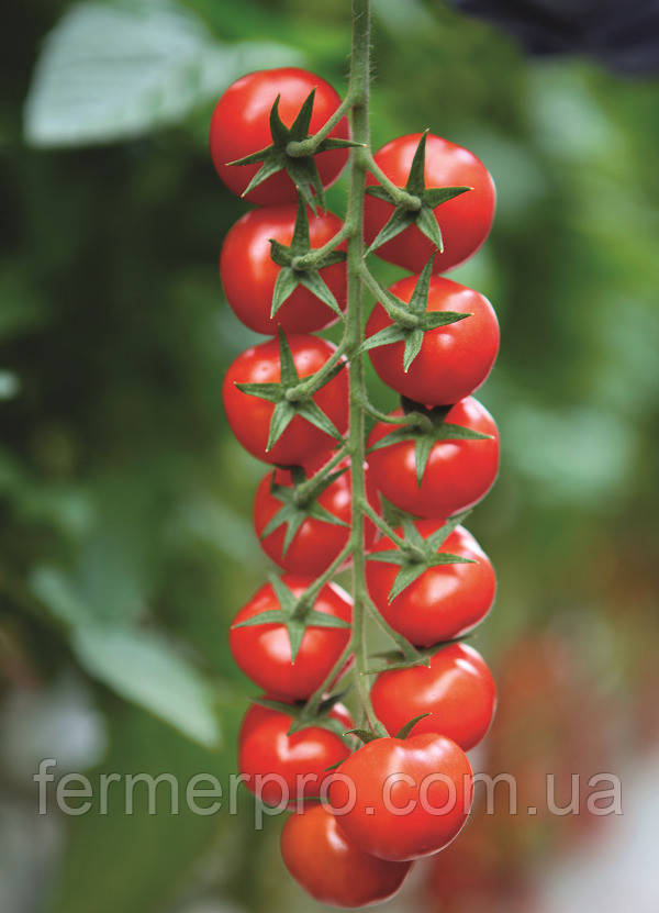 Насіння томата Марголь F1 100 насіння Yuksel seeds